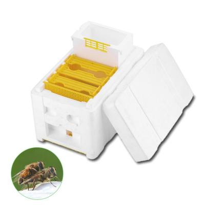 China Apidea Bee Farm Beekeeping Equipment Joining Nuc Bee Hives For Sale Queen Breeding Mini Polystyrene Mating Nucs Beehive for sale