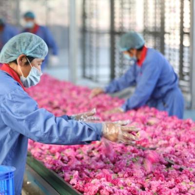 China Rose extracting processing line Roselle processing line rose essence production line for sale