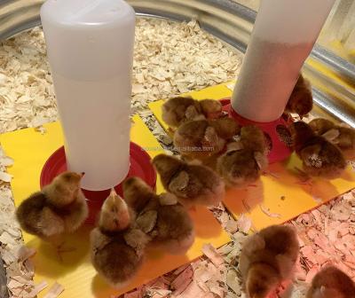 China Durable Small Animal Drinker Plastic Waterer Automatic Broiler Chicken Drinking Bowl For Poultry Farming for sale