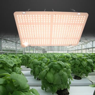 China Seed Starting Quantum Dish Plant Fill Grow Light Led For Indoor Plant for sale