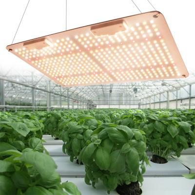 China Seed Starting Dimmable Full Spectrum Quantum Hydroponic Dish Led For Growing Light Indoor Plant for sale