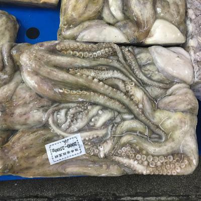 China Original China Supplier FROZEN Frozen Octopus Seafood Raw Material for sale