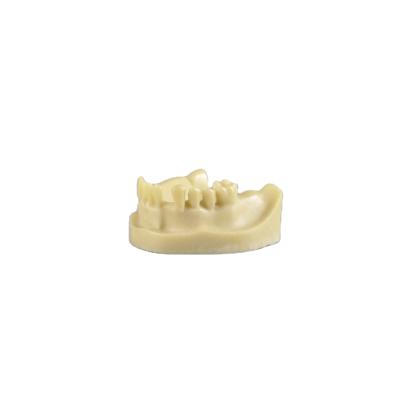 China Customized Realistic Human Simulation Lower Jaw Dental Implant Practice Model With High Quality for sale