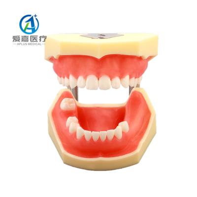 China Factory Direct Realistic Lower Jaw Human Simulation Dentist Dental Models For Training Model for sale