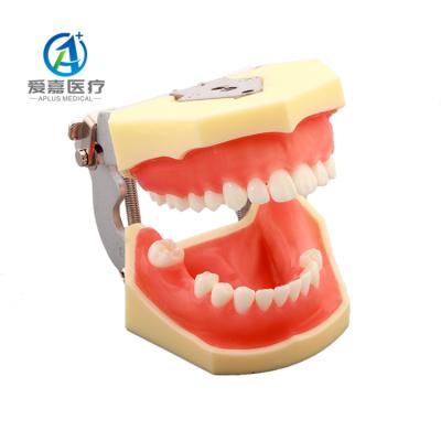 China Realistic Human Simulation Factory Drill Dental Implant Practice Jaw Anatomical Model Direct With Reasonable Price for sale