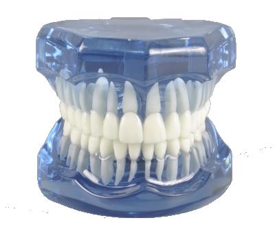 China High Quality Custom Vivid Anatomy Human Orthodontic Teeth Model Dental Anatomy Typodont Educational Model Without Braces for sale