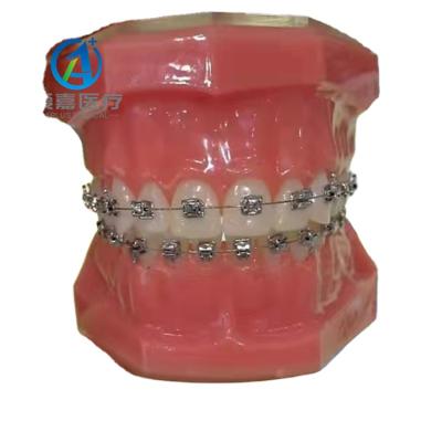 China High Quality Vivid Anatomy Typodont Teeth Model Standard Teeth Anatomical Model for sale