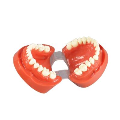 China Dental Educational Model With Reasonable Price Factory Anatomy Tooth Brushing Vivid Professional Hygiene for sale