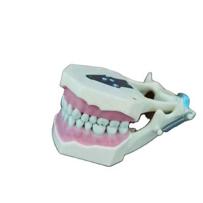 China Frasaco AG3 Detailed Frasaco AG3 Standard 32pcs Standard Permanent Structures Anatomy Teeth Models With Soft Gum for sale