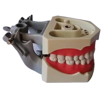 China Live Anatomy Dentoformo Tipo Colombia 860 32 Dientes Desmontables, Alta Calidad, Precio de Manufacturer for sale