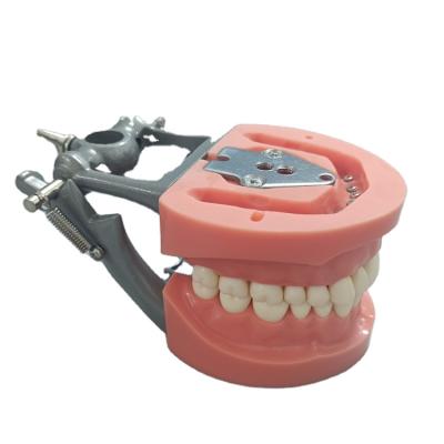 China Detailed Anatomy Structures Typodont Articulator For Preparation Nissin 32pcs Teeth Study Jaw Model With Screws for sale