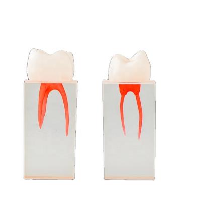 China Dental Model Teeth Endo Block For Endodontic Practice From Dental Root Canal From Vivid Anatomy Manufacturer for sale