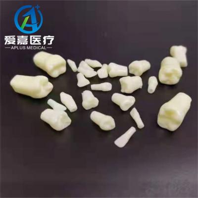 China Dental School Supplies Pedo Dental Teeth 24 Screw Pediatric Teeth Compatible with Nissin Typodont for Student Training for sale