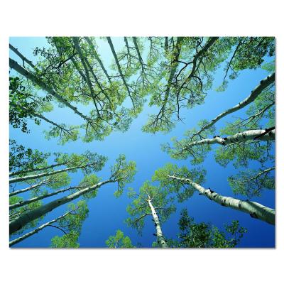 China Modern High Resolution Natural Landscape Trees Pictures Acrylic Glass Printing Wall Art for sale