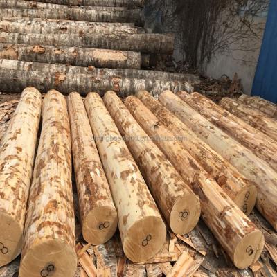 China Traditional Russia White Birch Face Veneer For Birch Plywood for sale