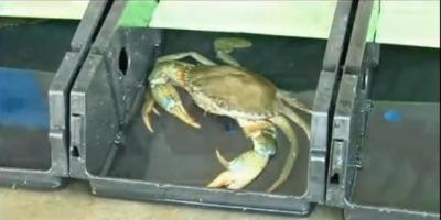 China Malaysia crab culture box. Breeding container & box, combination of crab sing for sale