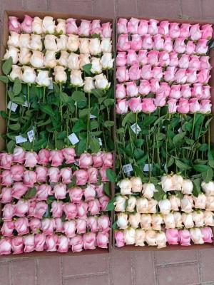 China Best sell Wedding Decorative PU Real Touch Tulip Rose Flowers Tulips Artificial Flower for sale