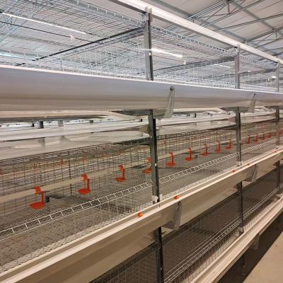 China Complete automatic chicken project bird cage export, layer chicken cage, hen house on sale 1000-50000 chickens for sale