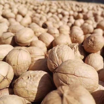 China Chinese Large Size 33MM Shell Wholesale Price 185 Dry Thin Walnuts for sale