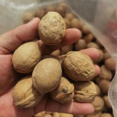 China Dry Xinjiang Owned Plant Whole Walnuts With Thin Shell for sale