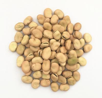 China Dried fava faba chinese raw green dried bean for sale