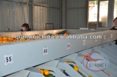 China Citrus Fruit Sorting Conveyor 380v Voltage High Efficiency Sustainable for sale