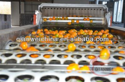 China Citrus Sorting Conveyor 380v Voltage 3kw Power With Adjustable Speed Motor for sale