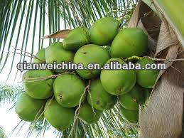 China ISO Certification Young Coconut Water Process Machinery ISO 380V zu verkaufen