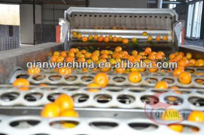 China Citrus Fruit Sorting Conveyor 3kw Power Stainless Steel With One Year Warranty for sale