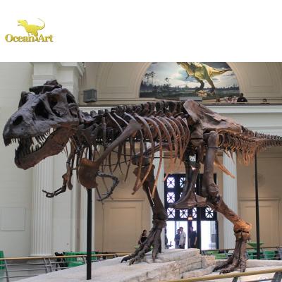 China Real Dinosaur Theme Park Skeleton Reproductions Life Size Theme Park Fossil Dinosaur for sale