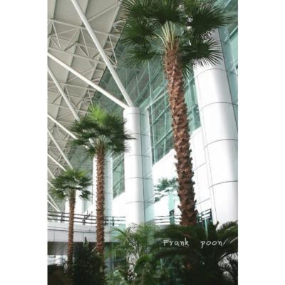 China All Occasion Outdoor Decorative Plastic Fake Leaves Artificial Canary Yellow Date Palm Tree for sale