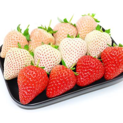 China Fresh Strawberry Fresh Red Strawberry China White Strawberry 15 Days Storage Time for sale