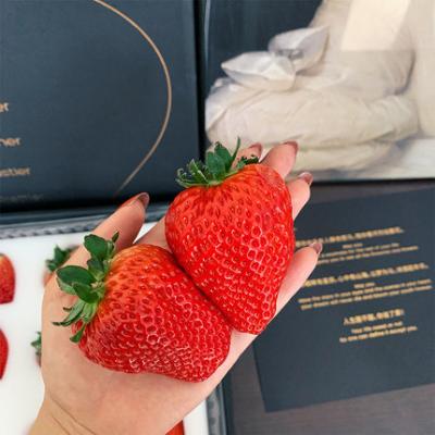 China Fresh Strawberry Fresh Red Strawberry China White Strawberry 15 Days Storage Time for sale