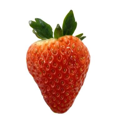 China Fresh Strawberry Fresh Red Strawberry China White Strawberry 15 Days Storage Time for sale