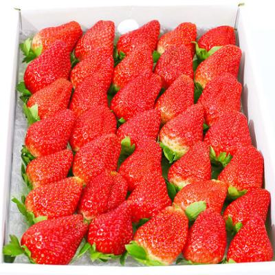 China Fresh Strawberry Fresh Red Strawberry China White Strawberry 15 Days Storage Time for sale