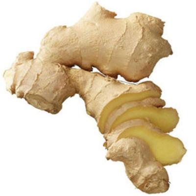 China Bulk Fresh Ginger Easy To Use Fresh Ripe New Gingers Chinese Culture Bulk Ginger for sale