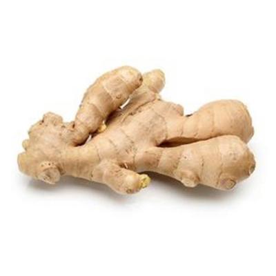 China Fresh Reliable Reputation Fresh Ginger Essence Dried Organic Fresh White Ginger for sale