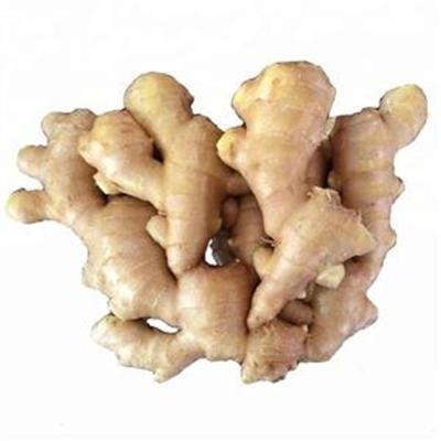 China Fresh Good Quality Chinese Dried Ginger Dried Ripe Fresh Chinese Gingers for sale