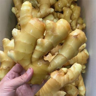 China Well Known Fresh For Its Dry Fresh Ginger Quality Exporter Fine Semi Wholesale Price for sale