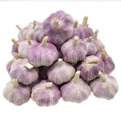 China Good Supplier Chinese Fresh Farmer Garlic 6p Fresh Dry White Garlic for sale