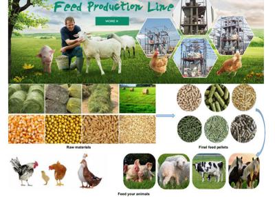 China Industrial Animal Feed Production Line Poultry Feed Manufacturing Equipment for sale