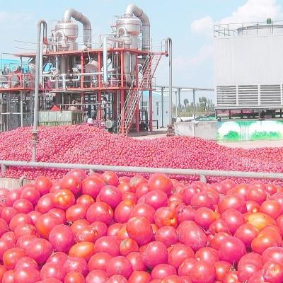 China Tomate que planta la línea de transformación del tomate de la máquina por completo/2 - 50 t/h semi automática en venta