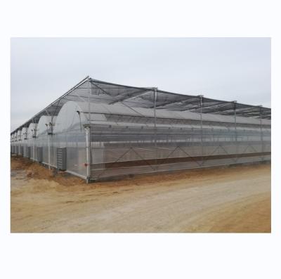 China 4.0-8.0M Height Agriculture Multi Span Plastic Film Greenhouse For Tomato Turnkey Project for sale