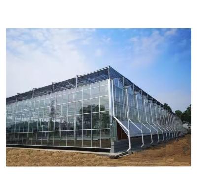 China Proyecto llave en mano de invernaderos de vidrio grandes de Venlo Solución ideal para el cultivo de verduras en venta