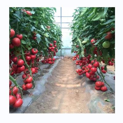 China Small High Tunnel Film Greenhouse For Growing Tomatoes 6m-10m Width for sale