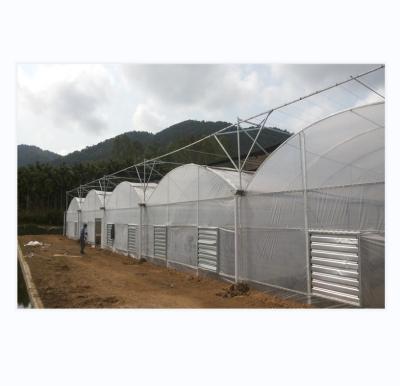 China 150/200 Micro Covering PE Multi Span Film Greenhouse For Tomato Farming In Agriculture for sale