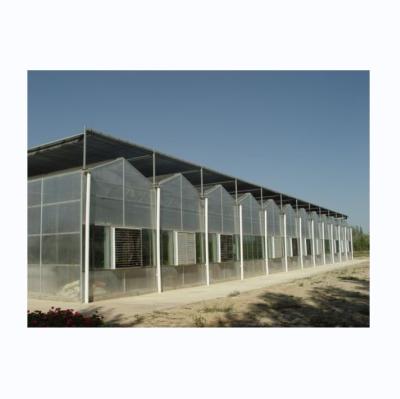 China Superstarke Widerstandsfähigkeit 8 mm Polycarbonat Multi-Span Gewächshaus für Tomaten zu verkaufen