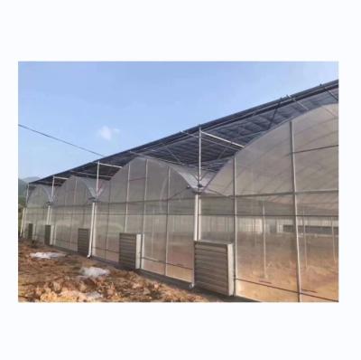 China 8m Breite Poly Tunnel Gewächshaus für den Anbau von Tomaten mit hohem Ertrag zu verkaufen