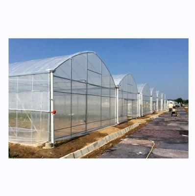 China Shine Tech Greenhouse Turnkey Solution For Agricultural Tomato Hydroponics for sale