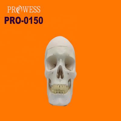 China Detailed Anatomy Structures Medical Anatomical Life Size Skull Model PRO-0150 For Medical Teaching for sale